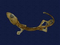 藏品(半葉趾蝎虎)的圖片